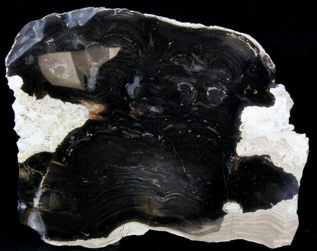 Polished Stromatolite (Collumnacollenia) - Russia #41854